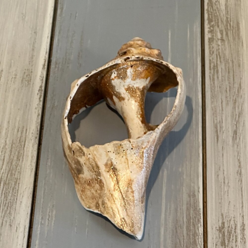 Partial Whelk Sea Shell From NC Coast Cleaned Glittery Paint Brushed